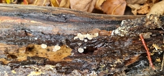 Panellus mitis