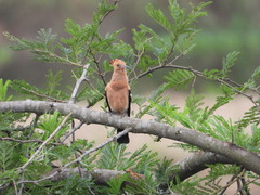 Upupa epops africana