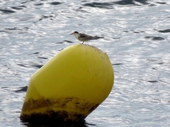 Sterna hirundo