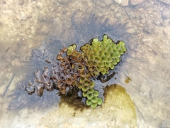Salvinia cucullata