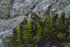 Asplenium obtusatum