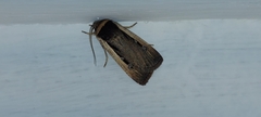Ochropleura leucogaster