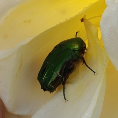 Cetonia aurata
