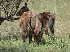 Kobus ellipsiprymnus defassa