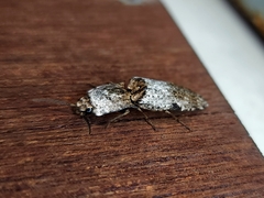 Cryptalaus prosectus