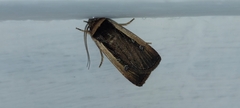 Ochropleura leucogaster