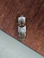 Cryptalaus prosectus