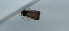 Ochropleura leucogaster