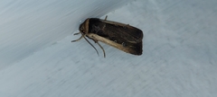 Ochropleura leucogaster
