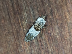 Cryptalaus prosectus