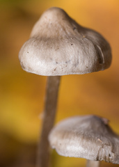 Tephrocybe rancida