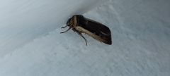 Ochropleura leucogaster
