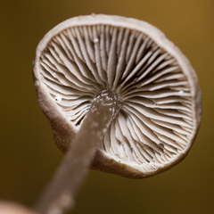 Tephrocybe rancida