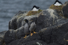 Phalacrocorax featherstoni