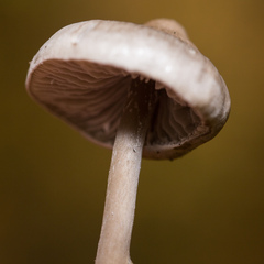Tephrocybe rancida