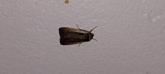 Ochropleura leucogaster
