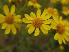 Senecio pterophorus