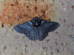 Hypobapta tachyhalotaria