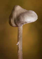 Tephrocybe rancida