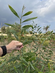 Acacia salicina