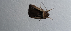 Ochropleura leucogaster