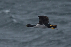 Phalacrocorax featherstoni