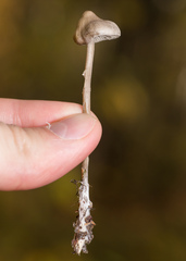Tephrocybe rancida