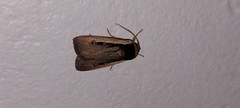 Ochropleura leucogaster