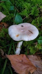 Lactarius uvidus