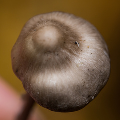 Tephrocybe rancida