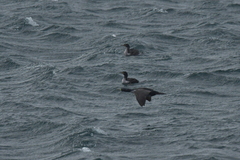 Phalacrocorax featherstoni