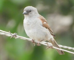 Passer diffusus stygiceps