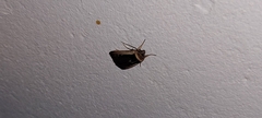 Ochropleura leucogaster