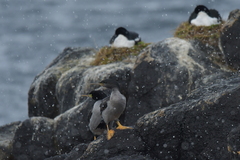 Phalacrocorax featherstoni