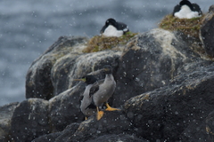 Phalacrocorax featherstoni