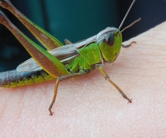 Pseudochorthippus montanus