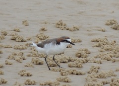 Charadrius ruficapillus