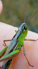 Pseudochorthippus montanus