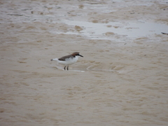 Charadrius ruficapillus