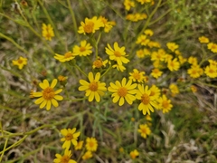 Senecio pterophorus