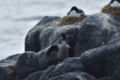 Phalacrocorax featherstoni