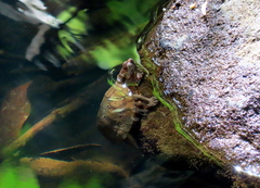 Notochelys platynota