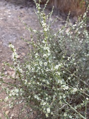 Salsola australis