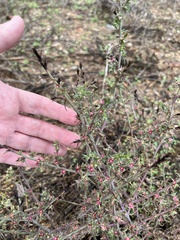 Salsola tragus