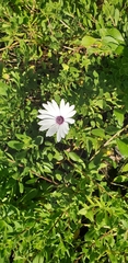 Dimorphotheca