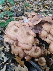 Physalacriaceae