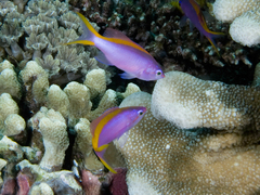 Mirolabrichthys tuka