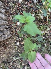 Amaranthus deflexus