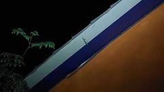 Gekko gecko