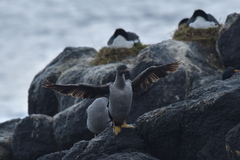 Phalacrocorax featherstoni